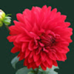 Meet your Posher, Regine